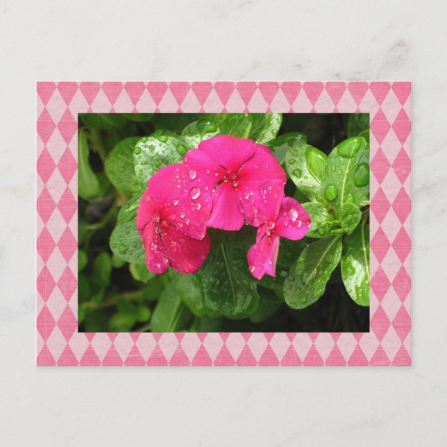 Pink Periwinkle Raute Postkarte (Vorderseite)
