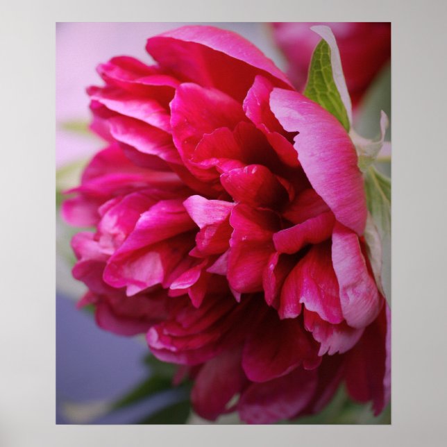 Pink-Perlposter Poster (Vorne)