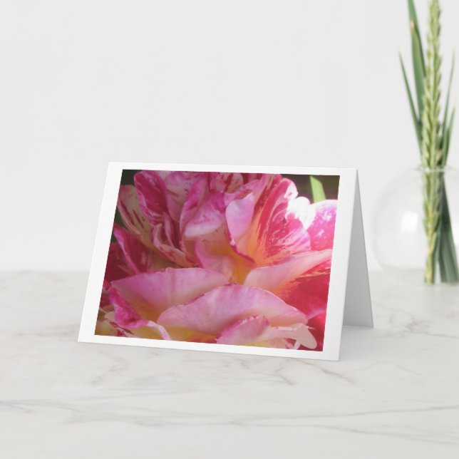 Pink Petal Flutter Rose Gruß oder Mitteilungskarte (Vorderseite)