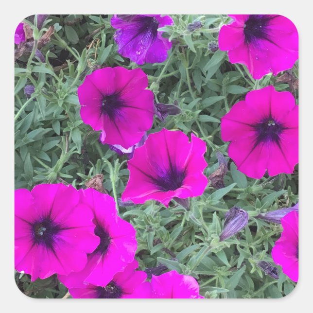 Pink Petunia Closeup Sticker (Vorderseite)