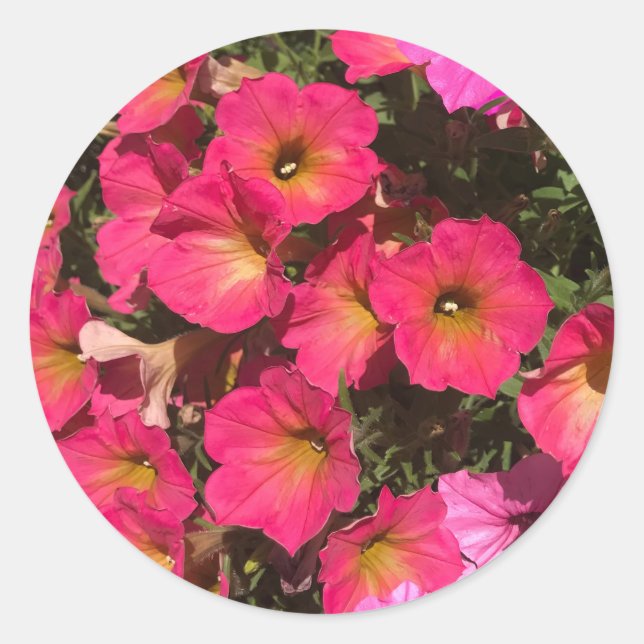 Pink Petunia Flowers Springtime Runder Aufkleber (Vorderseite)