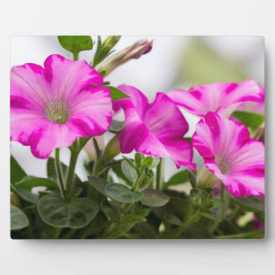 Pink Petunia Passion Fotoplatte