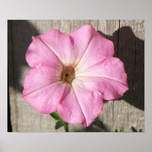 Pink Petunia Poster