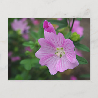 Pink Petunia Postkarte