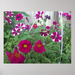 Pink Petunias Poster