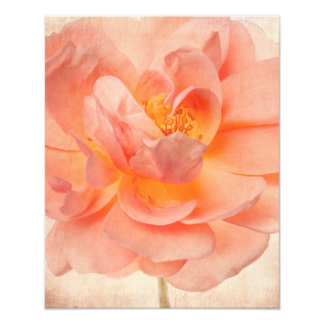 Pink Pfirsichfarbene Rose Blume Blumenkohl Rose Bl Fotodruck (Vorne)