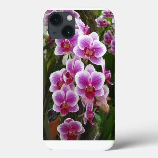 Pink Phalaenopsis iPhone 13 Fall Case-Mate iPhone Hülle (Rückseite)