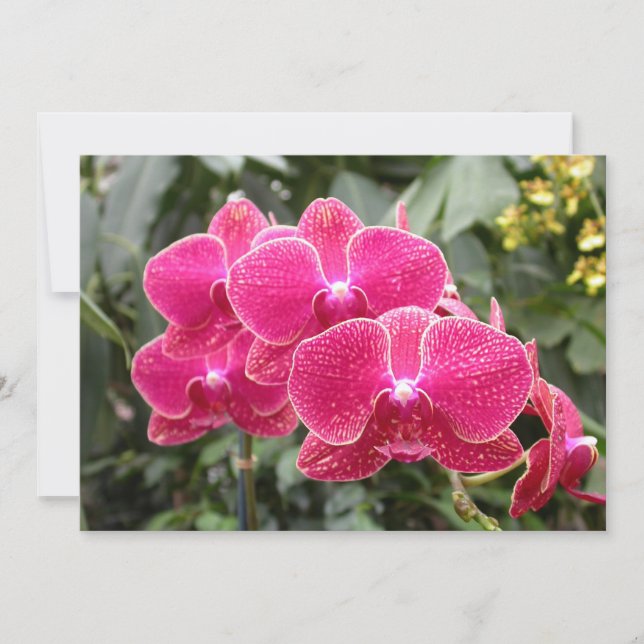 Pink Phaleonopsis Einladung (Vorderseite)