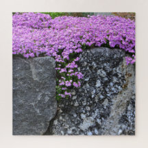 Pink Phlox auf Boulder