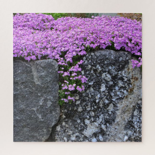 Pink Phlox auf Boulder (Vertikal)