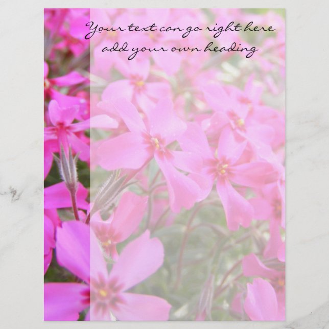 Pink Phlox Blume Letterhead (Vorderseite)