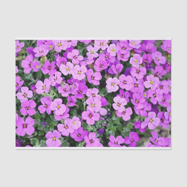 Pink Phlox Seidenpapier (Vorderseite)