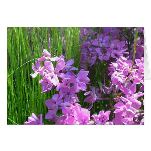 Pink Phlox und Gras Sommer Blüten (Vorderseite (Horizontal))