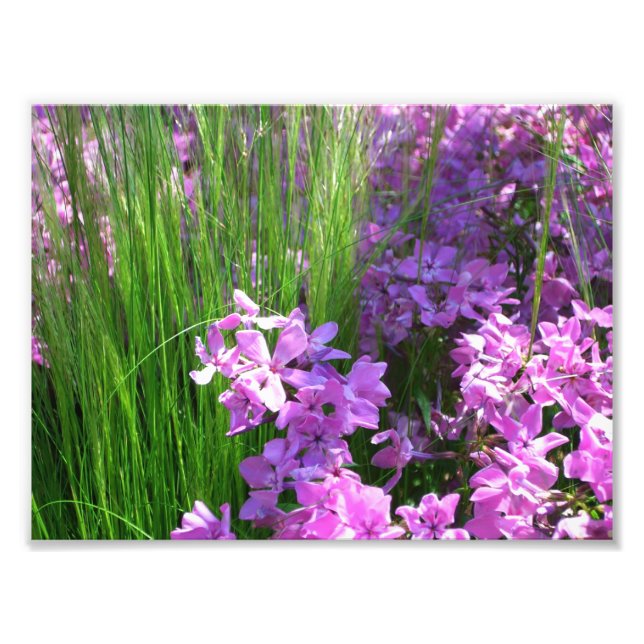 Pink Phlox und Gras Sommer Blüten Fotodruck (Vorne)