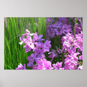 Pink Phlox und Gras Sommer Blüten Poster