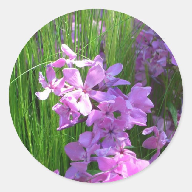 Pink Phlox und Gras Sommer Blüten Runder Aufkleber (Vorderseite)