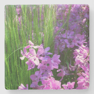 Pink Phlox und Gras Sommer Blüten Steinuntersetzer