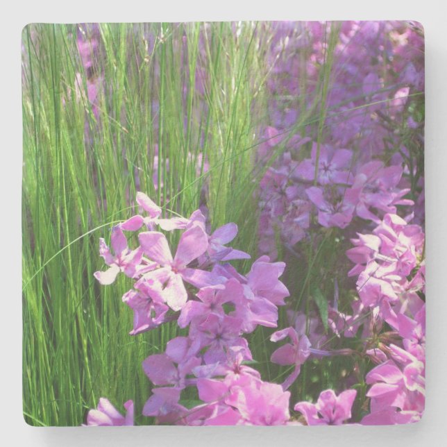 Pink Phlox und Gras Sommer Blüten Steinuntersetzer (Vorderseite)