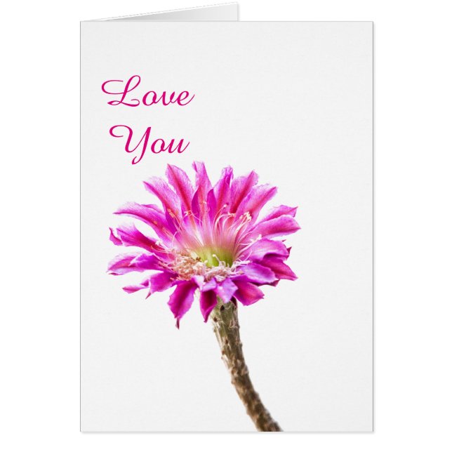 Pink Piazza Kaktus Blume in Blüte (Vorne)