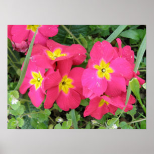 Pink Ployanthus Print Poster
