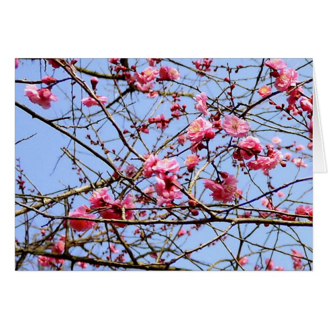 Pink Plum Blossom (Vorderseite (Horizontal))