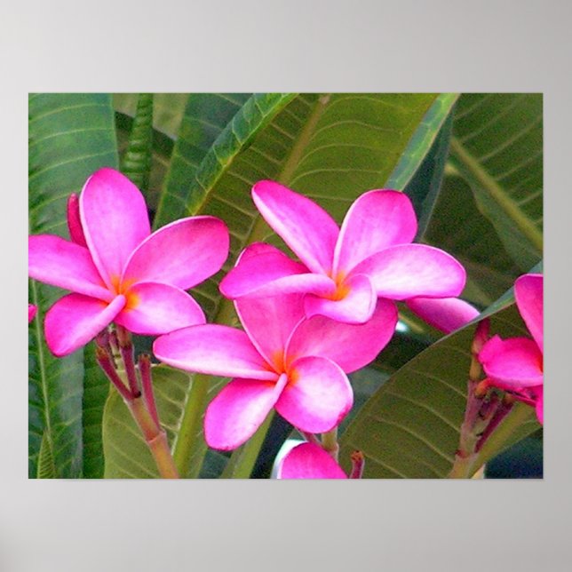 Pink Plumeria Blume drucken Poster (Vorne)