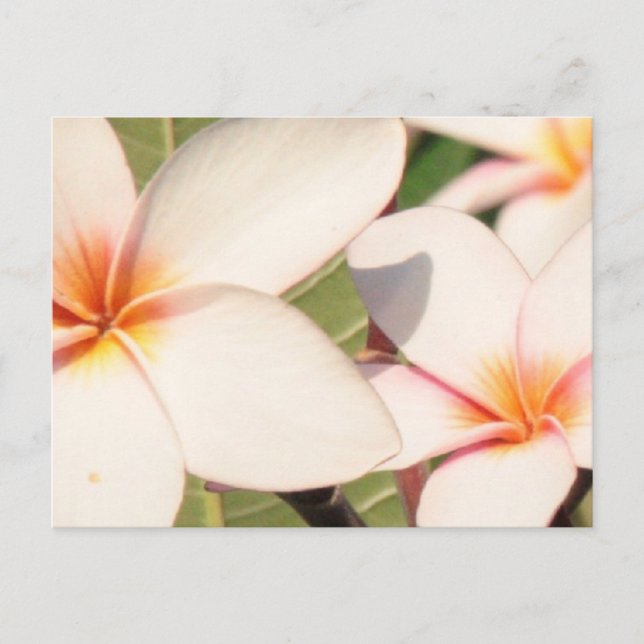 Pink Plumeria Blüten Postkarte (Vorderseite)