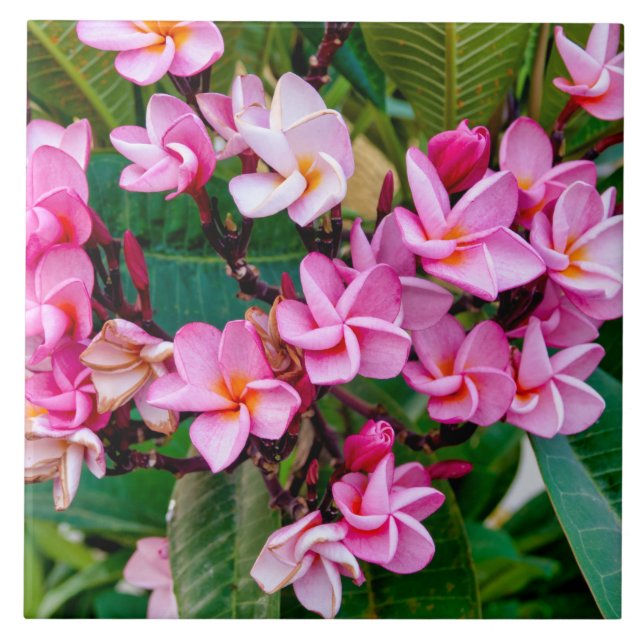 Pink Plumeria Fliese (Vorderseite)
