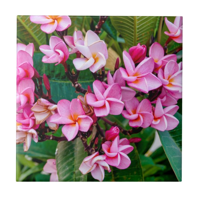 Pink Plumeria Fliese (Vorderseite)