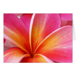 Pink Plumeria Frangipani Hawaii Blume Hawaii