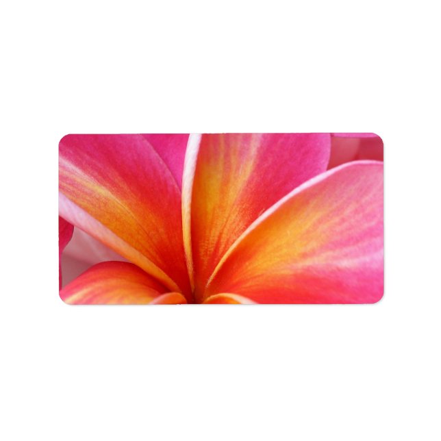 Pink Plumeria Frangipani Hawaii Blume Hawaii Adressaufkleber (Vorne)