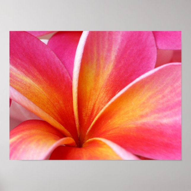 Pink Plumeria Frangipani Hawaii Blume Hawaii Poster (Vorne)