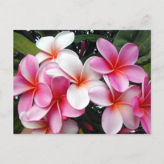 Pink Plumeria Hawaiian Postcard Postkarte