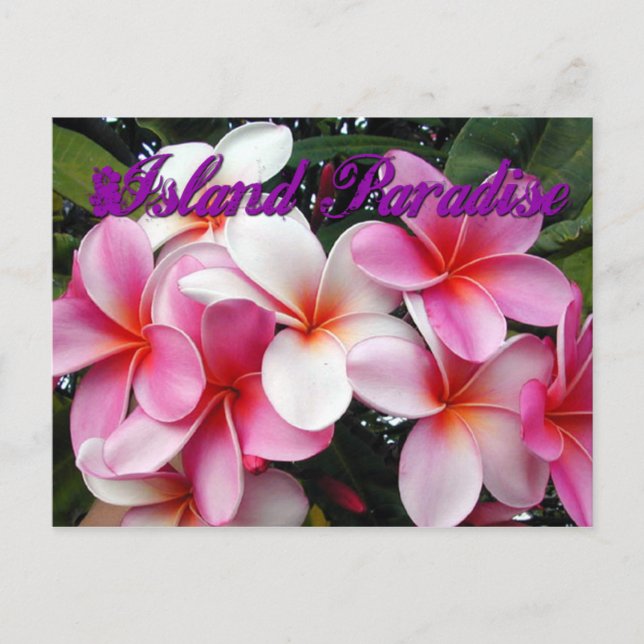 Pink Plumeria Hawaiian Postcard Postkarte (Vorderseite)