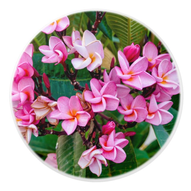 Pink Plumeria Keramikknauf (Vorderseite)