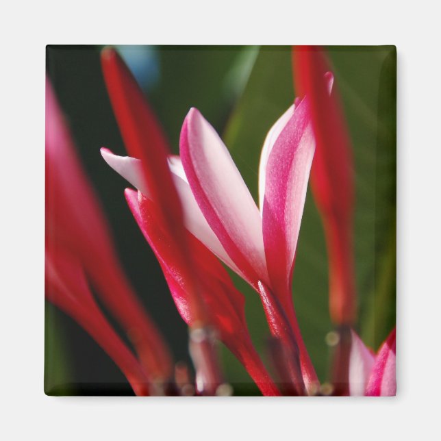 Pink Plumeria Magnet (Vorne)