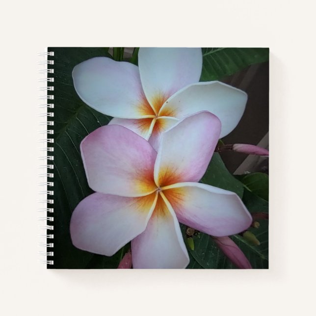 Pink Plumeria Spiral Notebook Notizbuch (Vorderseite)