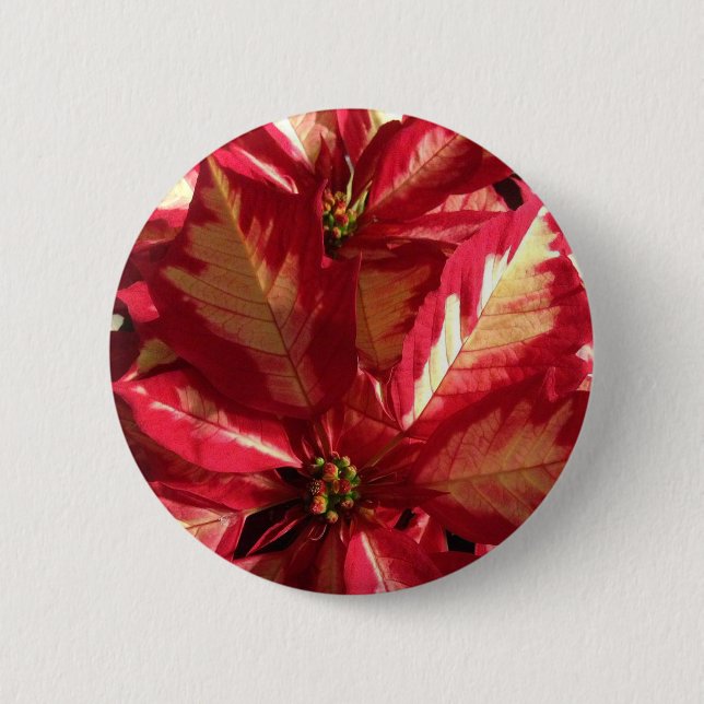 Pink Poinsettia Button (Vorderseite)