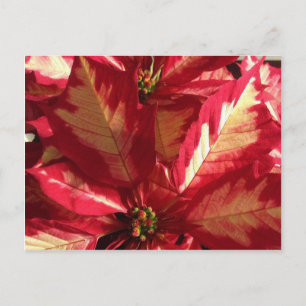 Pink Poinsettia Postkarte