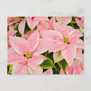 Pink Poinsettias Feiertagspostkarte