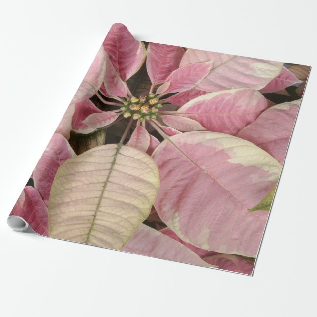 Pink Poinsettias Geschenkpapier (Ungerollt)