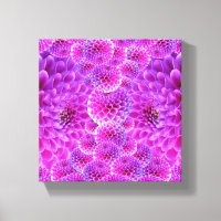 Pink PomPom Dahlia Blume