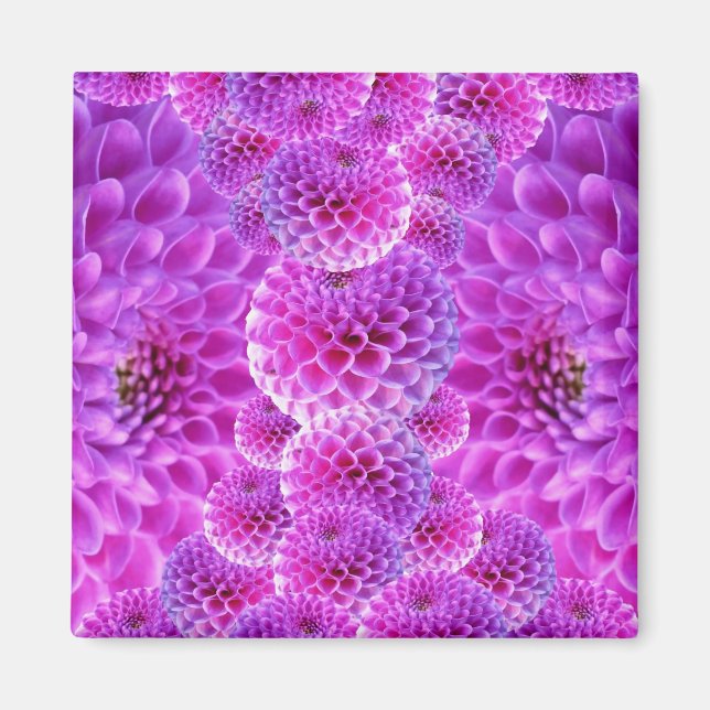 Pink PomPom Dahlia Blume Magnet (Vorne)