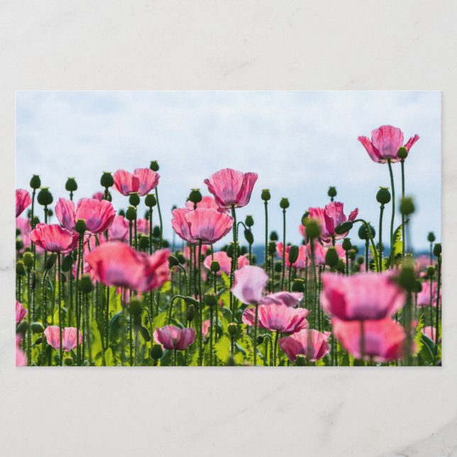 Pink Poppies Briefpapier (Vorderseite)