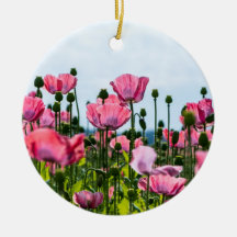 Pink Poppies