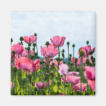 Pink Poppies