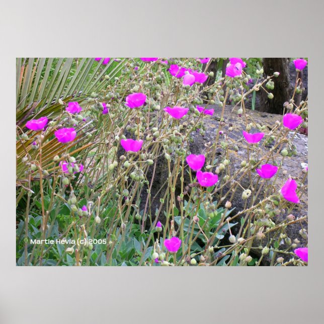 Pink Poppies Poster (Vorne)