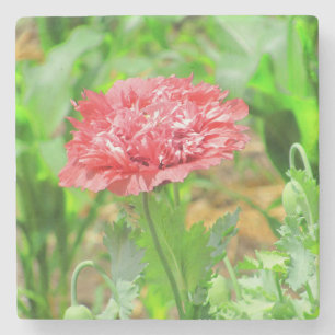 Pink Poppy Blume im Blut Steinuntersetzer