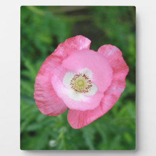 Pink Poppy Fotoplatte