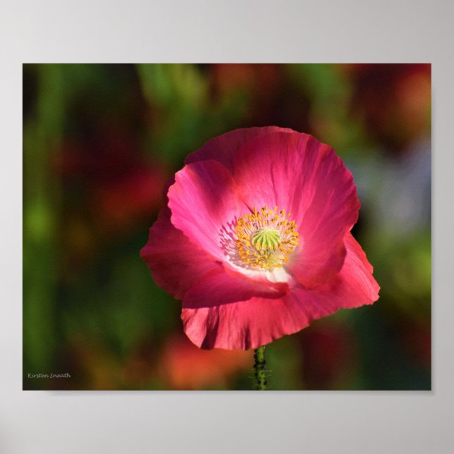 Pink Poppy in der Sonnenscheinfotografie Poster (Vorne)